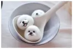 DIY Kawaii Roly Poly Rice Balls in a spoon, kawaii diy kit components.