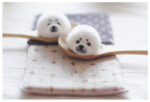 DIY Kawaii Roly Poly Rice Balls, two felt dumplings with faces, kawaii diy kit