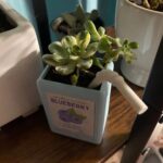 Kawaii juice box flowerpot containing a succulent plant with green leaves.