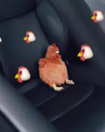 Brown fat chicken plushie sitting on dark car seat with smaller fat chicken plushies.