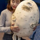 Kawaii Super Chonky Sea Lion Plushie word3