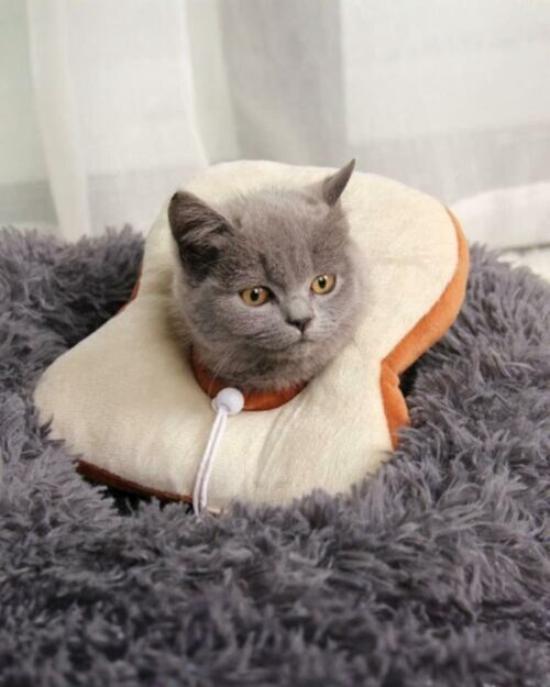 Grey cat wearing a Super Soft Plush Cat Cone collar for post-op recovery.