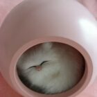 Kawaii Cat Lamp - Little Pet House® word3