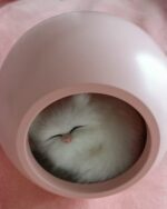 Kawaii cat lamp featuring a sleeping cat inside a dome-shaped light.