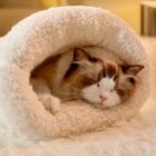 Fluffy Sleeping Bag - Pocket Cat Edition word2