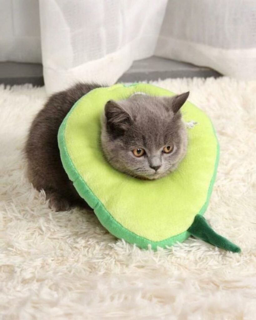 Gray cat wearing a green plush cat cone collar, a Super Soft Plush Cat Cone.