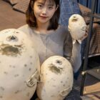 Kawaii Super Chonky Sea Lion Plushie word3