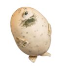 Kawaii Super Chonky Sea Lion Plushie word3